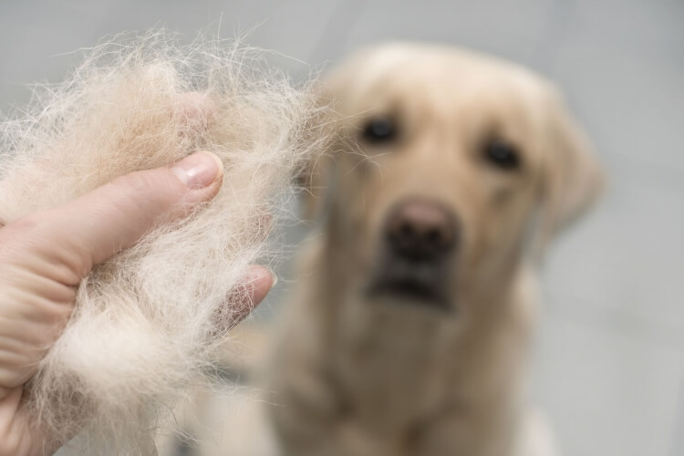 換毛期の犬の毛