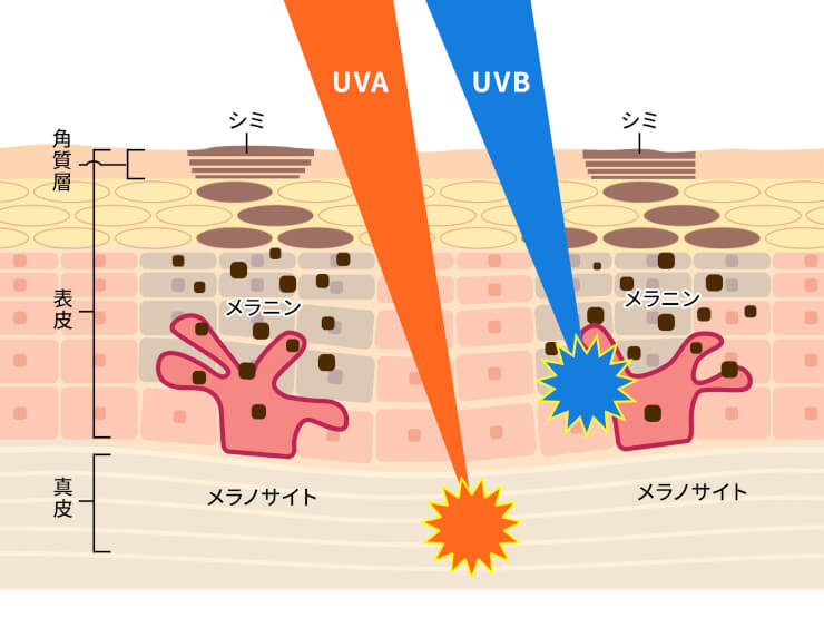 紫外線　UVA　UVB