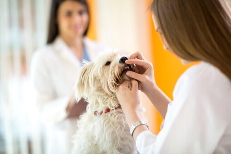 犬の歯を診療する獣医