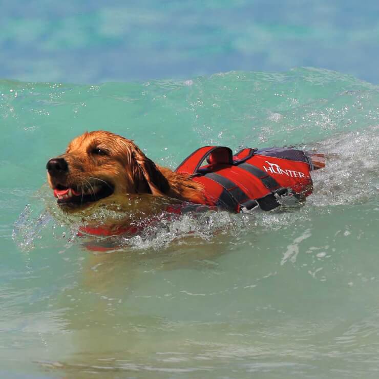 Hunter「ハンター 犬用 ライフジャケット モス」　ライフジャケットを着用して泳ぐ犬1