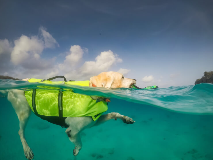 犬用のライフジャケットは、泳ぎをサポートするアイテム