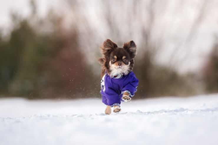 犬の防寒着の必要性について。防寒着を着て、雪の上を走る小型犬