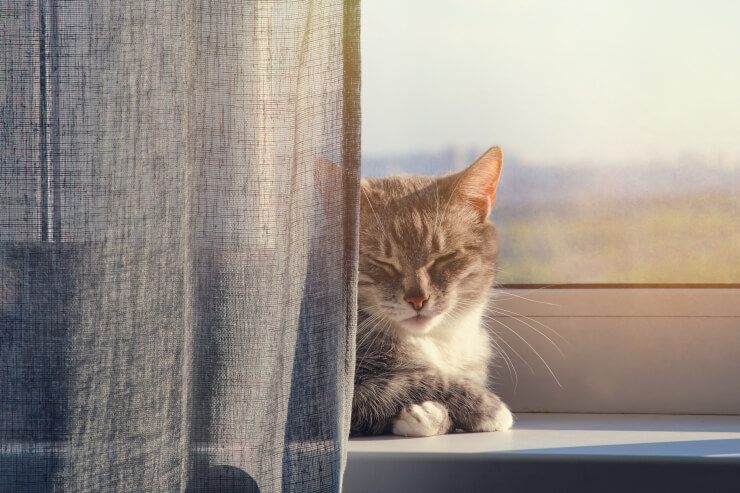 猫が大好きな日光浴。やりすぎは逆効果？　カーテンの向こうで日光浴をする猫