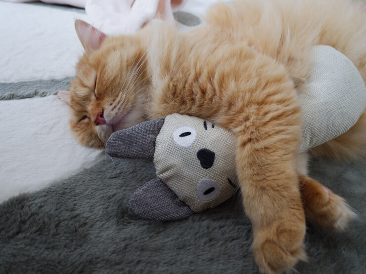 けりぐるみを抱っこして寝る猫（マンチカン）