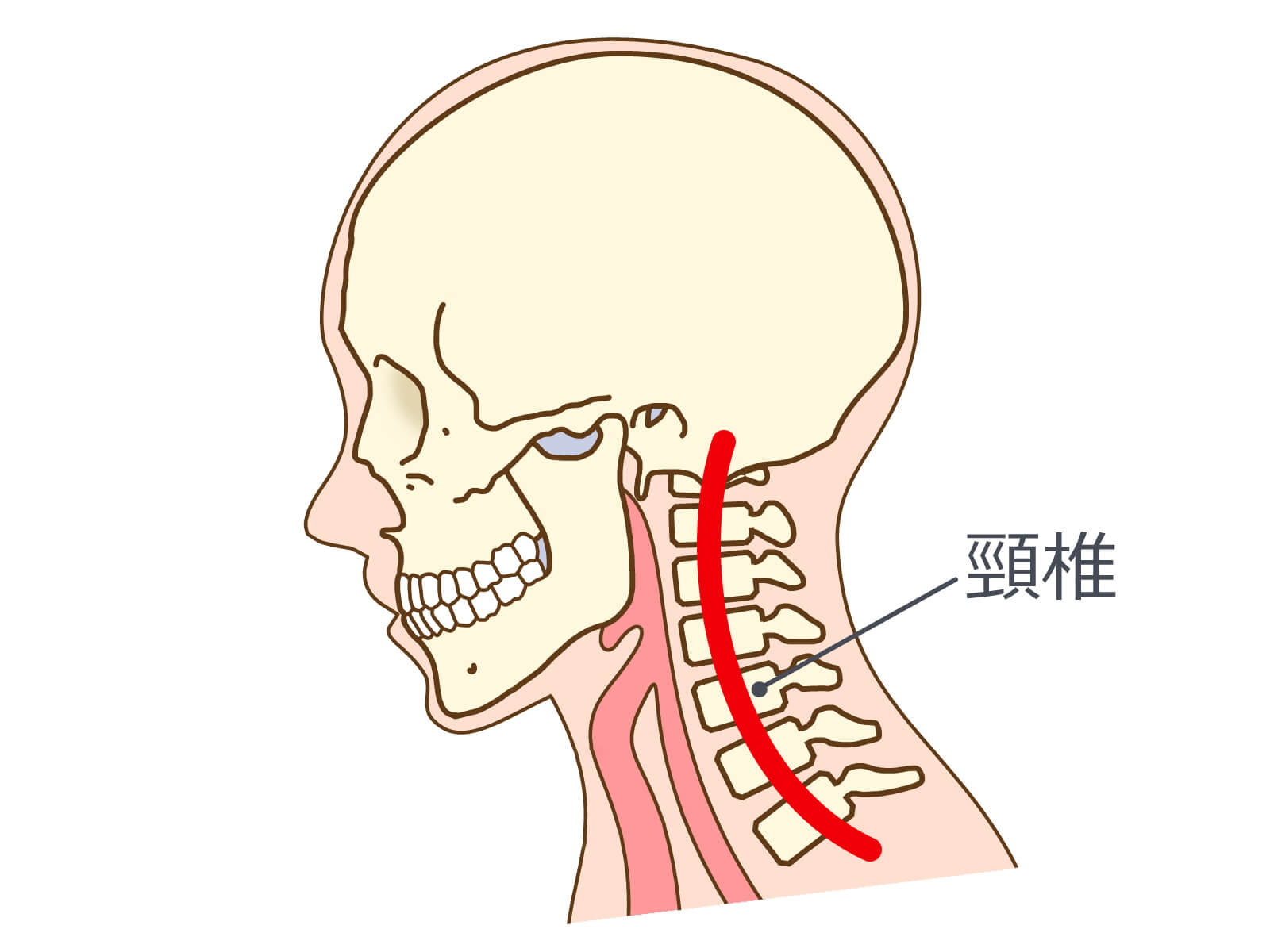 ネックピロー　選び方　頸椎